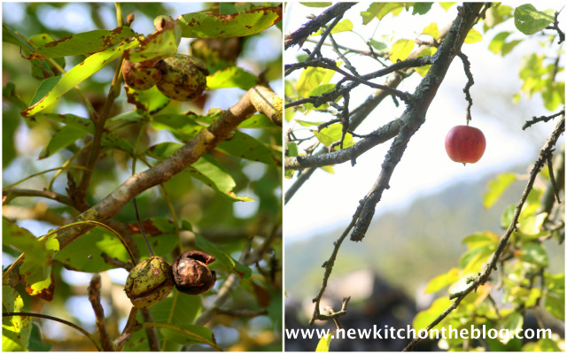Apfelbäume: Äpfel für Apfel-Wildheidelbeer-Crumble-Rezept