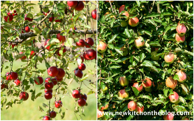 Apfelbäume: Äpfel für Apfel-Wildheidelbeer-Crumble-Rezept